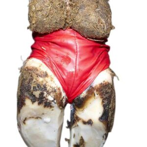 BANDAGE HOOF BOVIVET - XL K220412